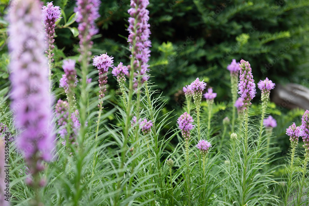 Fototapeta premium lavender flowers in a field