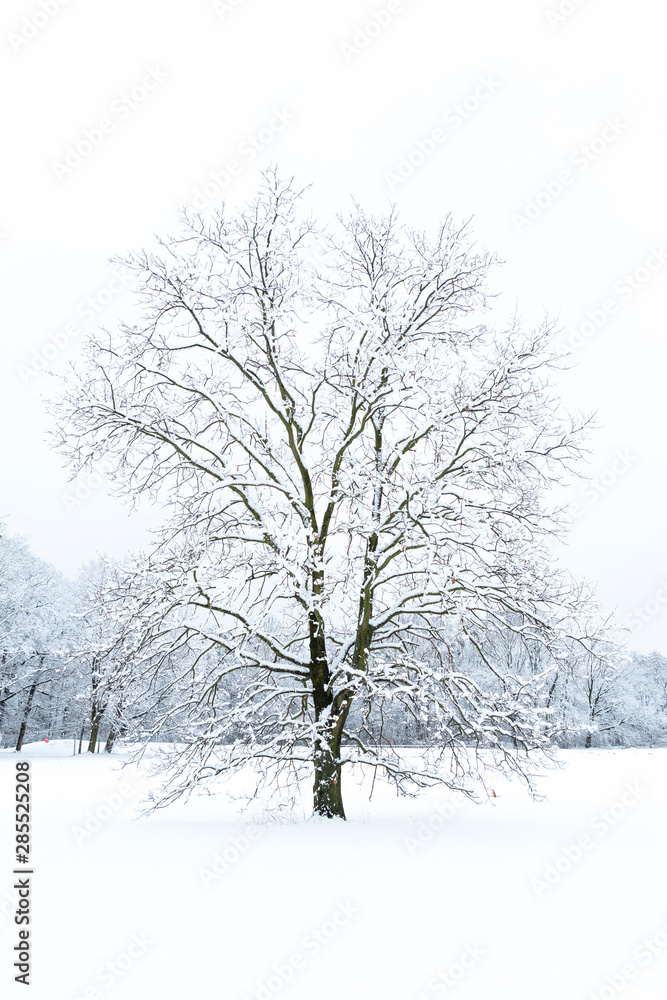 Trees in the winter time covered with snow Trees in the winter time covered with snow