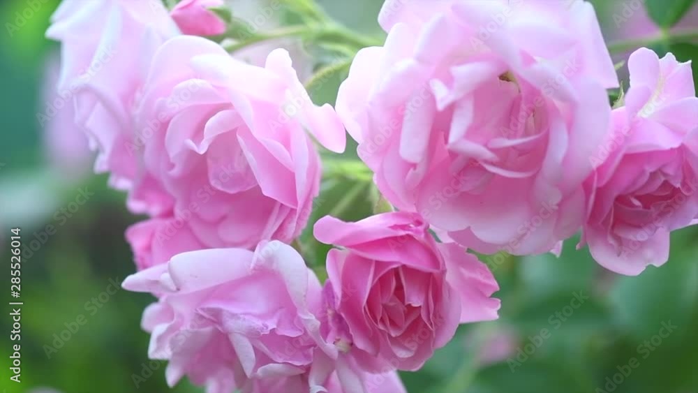 Pink rose flowers. Beautiful Roses blooming in summer garden. Gardening concept. Slow motion. 4K UHD video footage 3840X2160 Pink rose flowers. Beautiful Roses blooming in summer garden. Gardening concept. Slow motion. 4K UHD video footage 3840X2160