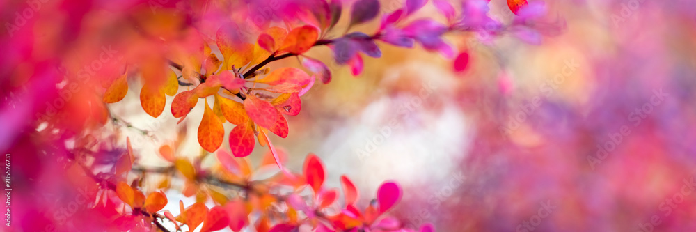Multi colored autumn leaves background, copy space Multi colored autumn leaves background, copy space