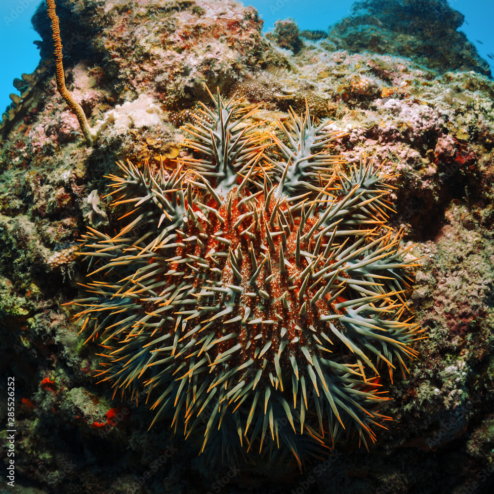 The Crown of thorns Starfish Is The Second Largest Sea Star In The The Crown of thorns Starfish Is The Second Largest Sea Star In The