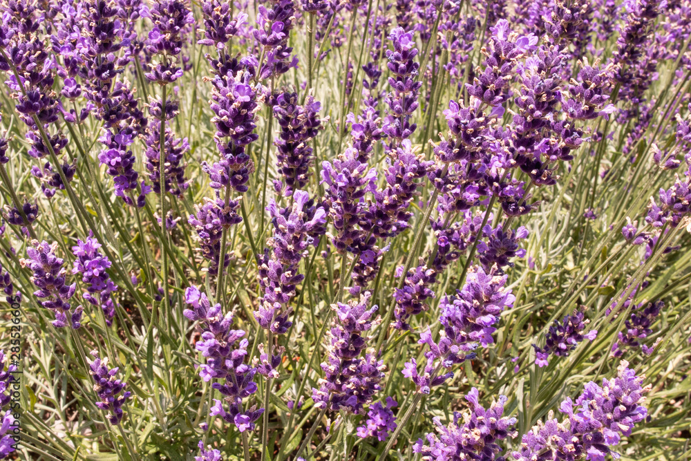 Fototapeta premium Lavender on lavenders field in bloom