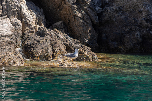 seagull about to enter the crystal clear sea of the island of Elba