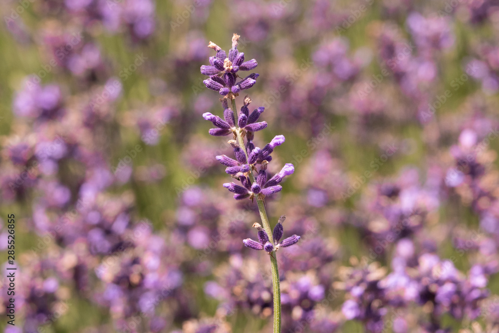 Fototapeta premium Lavender on lavenders field in bloom