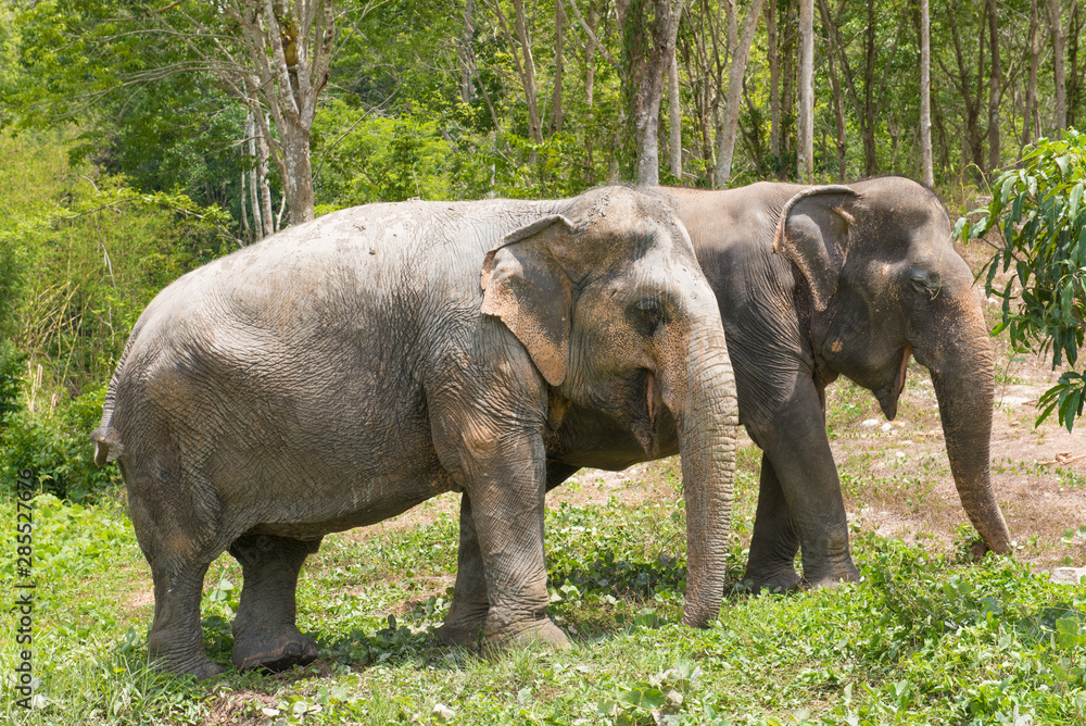 Elephants in sanctuary in Phuket, Thailand