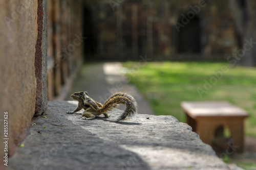 Squirrel in Lodhi Garden park, New-Delhi, India