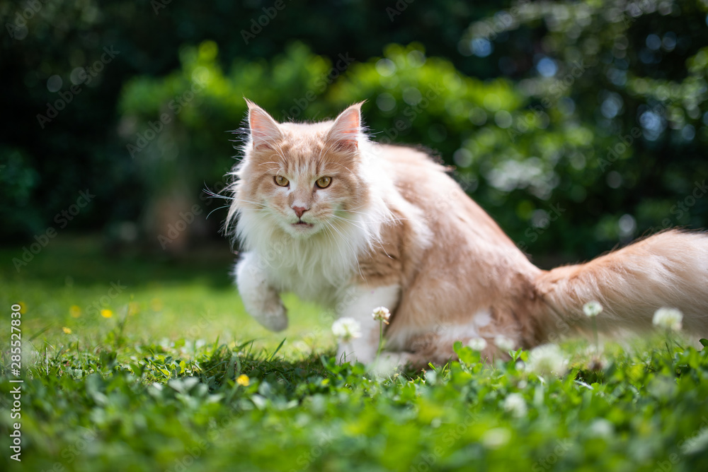 young cream tabby ginger white maine coon cat walking on grass with clover outdoors in the garden on a hot and sunny summer day looking at camera