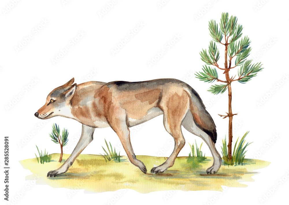 Wolf crouching on the edge of the forest overgrown with young pine trees, watercolor illustration on a white background.
