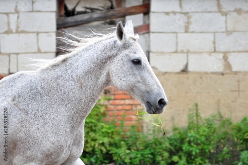Wind in his hair gray in buckwheat horse