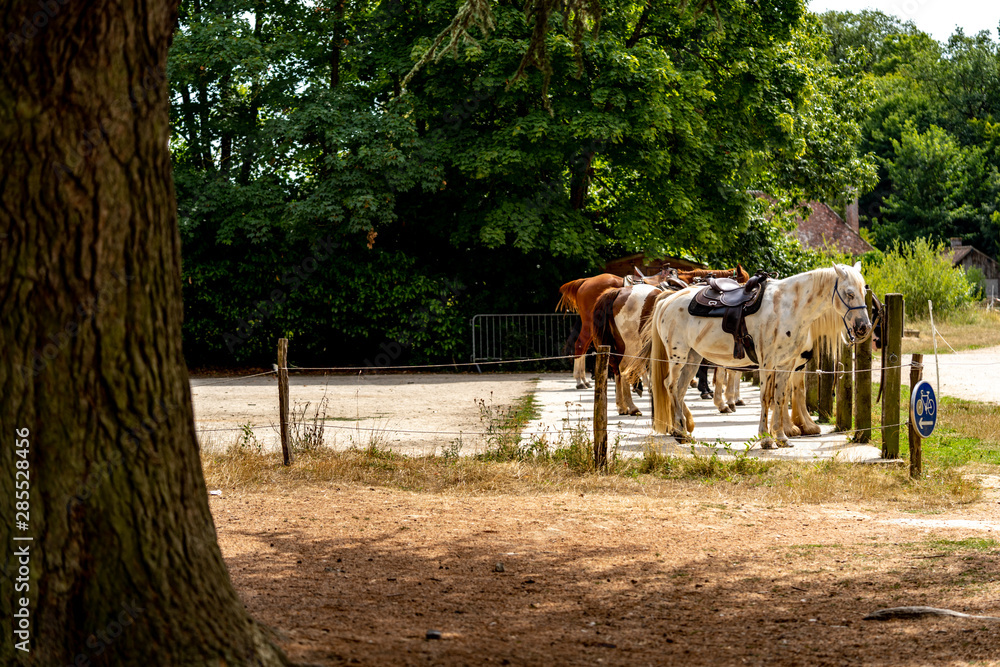 Horses in the farm with a tree in the foreground Horses in the farm with a tree in the foreground