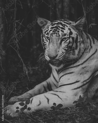 A portrait of a wild white tiger, spotted sitting in its natural habitat in the wilderness of a forest, surrounded by leafs, trees, and bushes etc. photo
