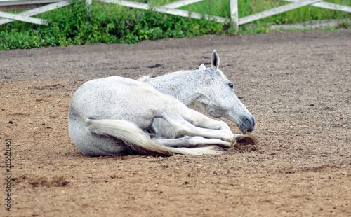 The grey horse lay down on the sand