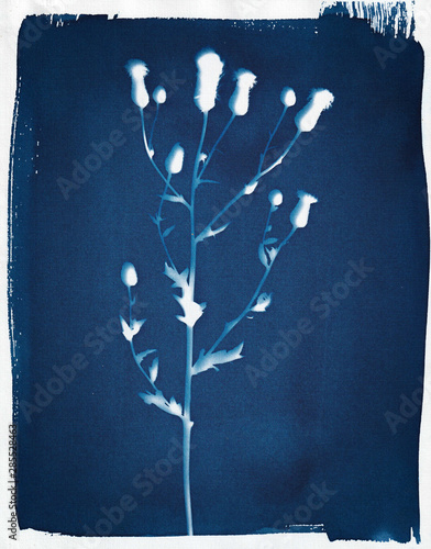 Cyanotype Thistle