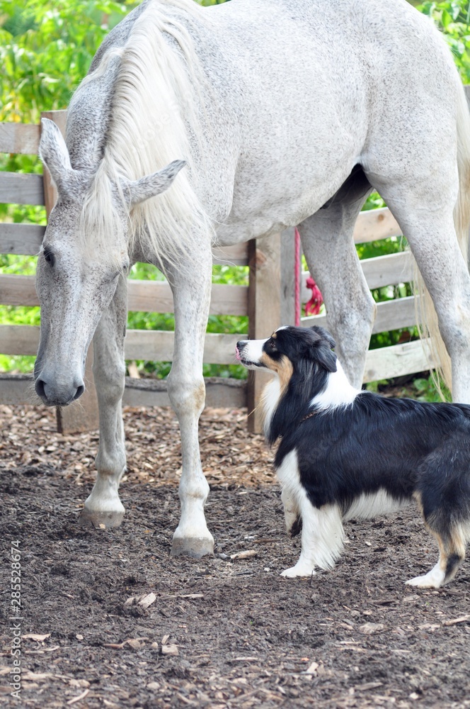 Obraz premium Grey horse under the protection of the Aussie