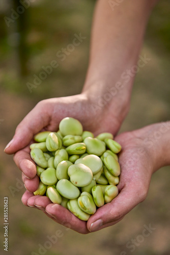 Woman is holding broad beans in hands