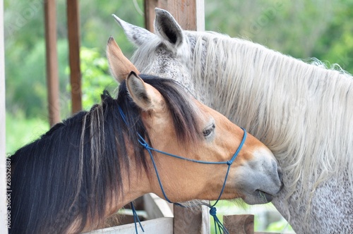 Two horses gently communicate on a summer day