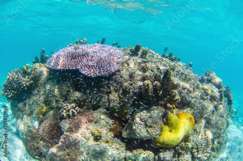 Coral reef in Mentawaii Indonesia