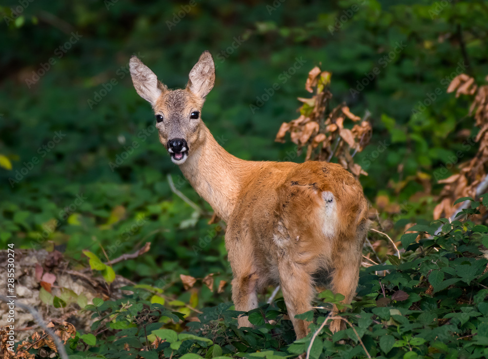 Fototapeta premium Happy Roe Deer