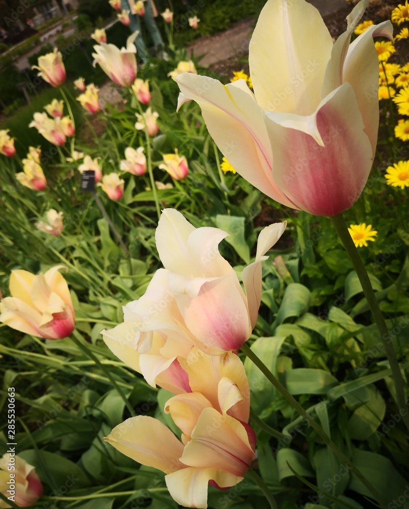 Yellow tulips in a garden Yellow tulips in a garden