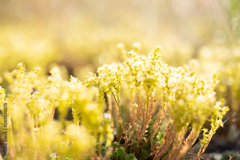 Obraz premium Magerwiese