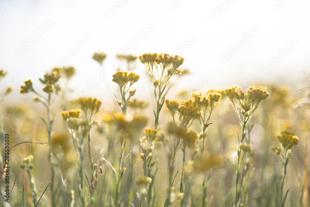 Obraz premium Magerwiese