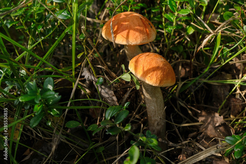  Red-capped scaber stalk mushrooms in forest grass in the morning light. Mushroom season in Ukraine. Close up.