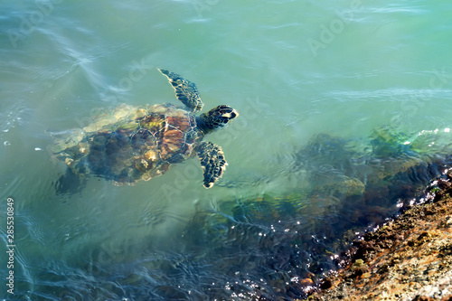 Obraz na plátně Green sea  turtle (Chelonia mydas) swims in the water