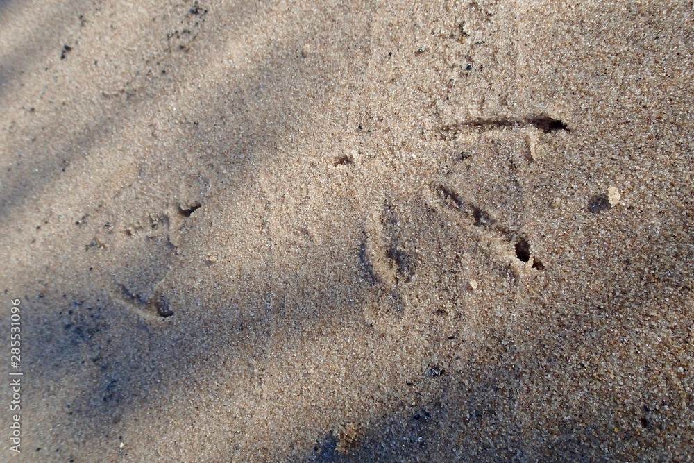 Bird footsteps in sand Bird footsteps in sand