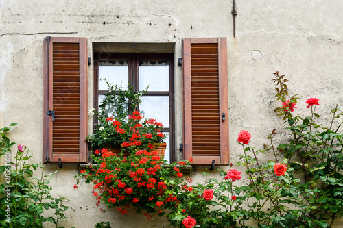 Fototapeta Naklejka Na Ścianę i Meble -  Close-up of an old window with wooden shutters and blooming plants of red geranium (Pelargonium) and climbing roses in summer, Bossolasco, Langhe, Cuneo, Piedmont, Italy