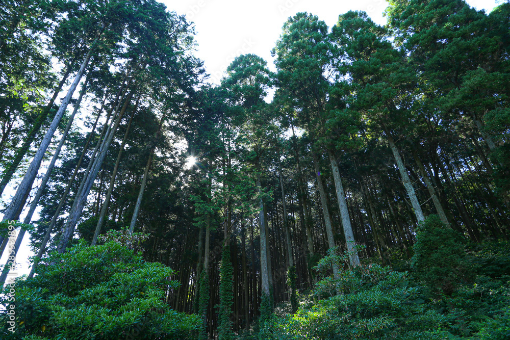 Fototapeta premium trees in the forest