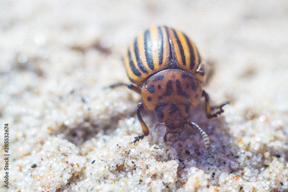 Colorado beetle on the sea coast in summer Colorado beetle on the sea coast in summer