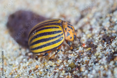 Colorado beetle on the sea coast in summer