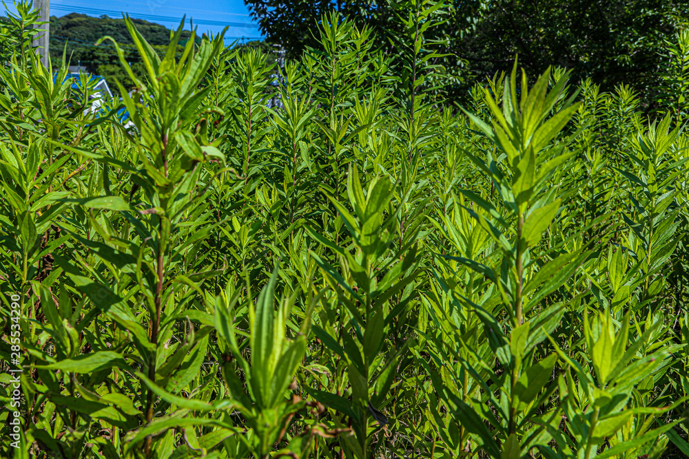 Obraz premium green grass background