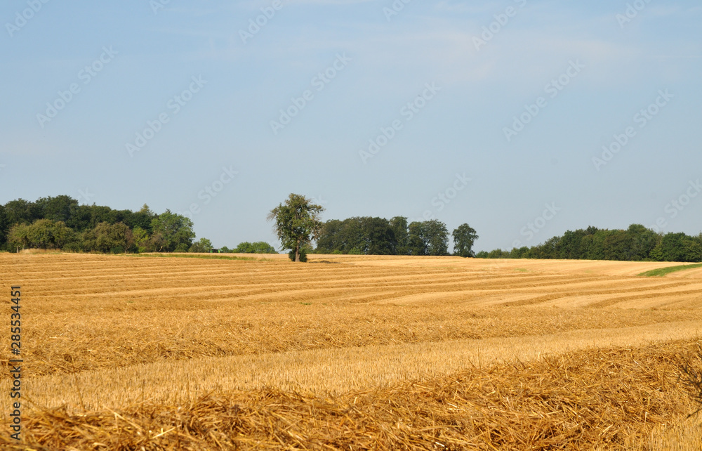 summer landscape in swabian alb with harvested field