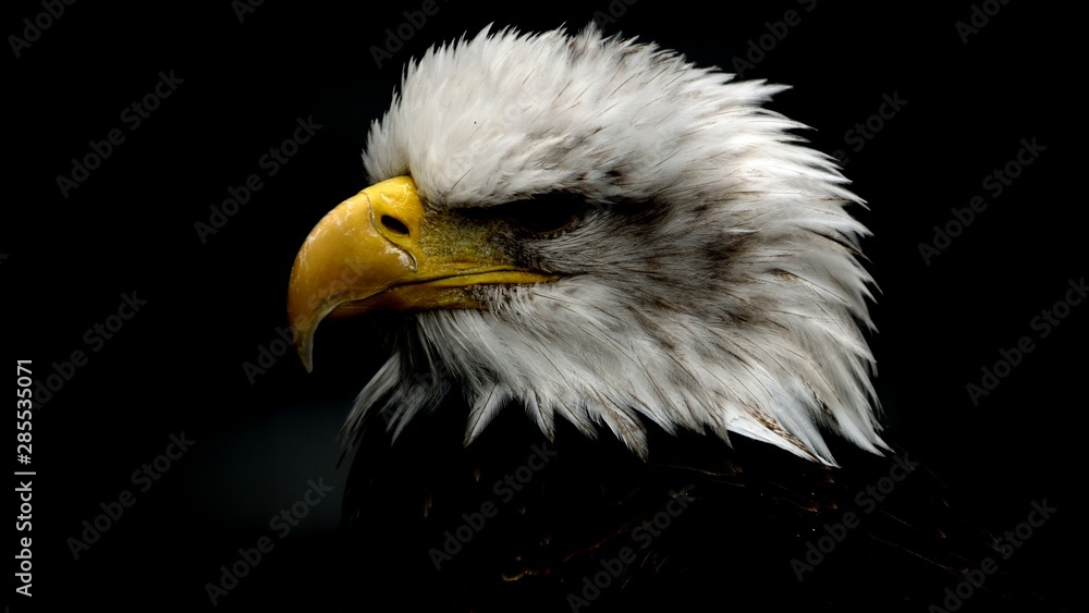 Fototapeta premium Portrait of a bald eagle on a dark background