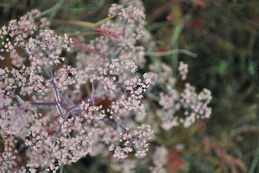 Tumbleweed white flowers macro close up detail top view, soft blurry bokeh background Tumbleweed white flowers macro close up detail top view, soft blurry bokeh background