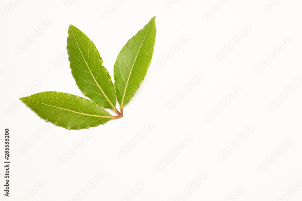 Aromatic bay leaves isolated on white background Aromatic bay leaves isolated on white background