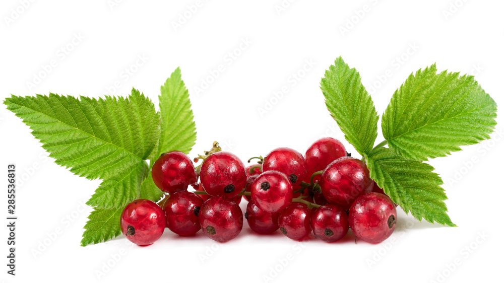 Branch Of Red Currant On White Background