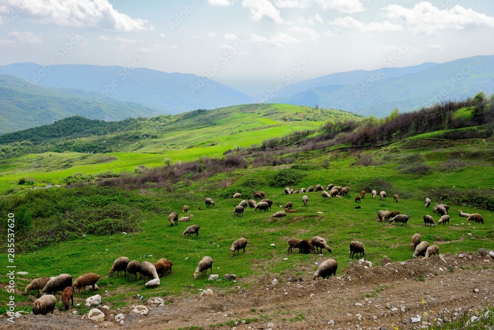 View over Transcaucasus (South Caucasus) mountains of the Greater Caucasus mountain range with livestock on the foreground near Agsu region of Azerbaijan