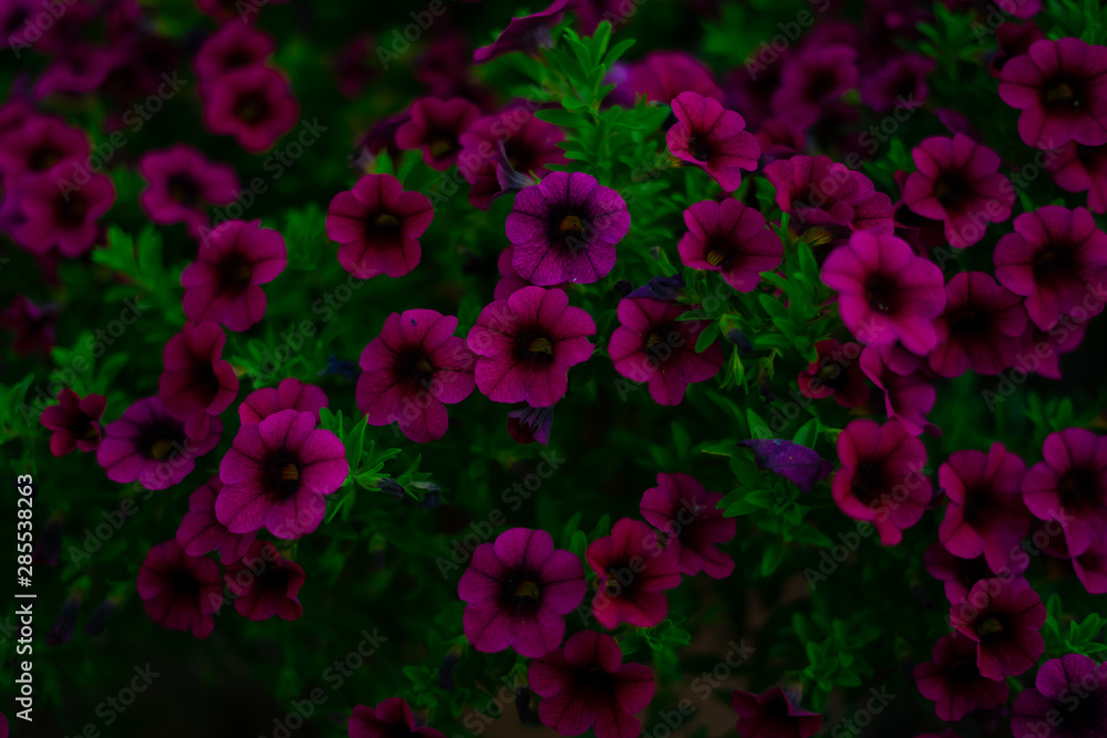 Blühenden Blumen Blühenden Blumen