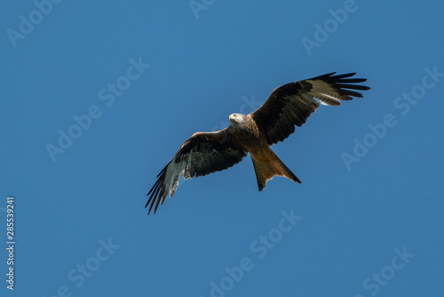 Red kite  Milvus milvus  in flight searching for prey