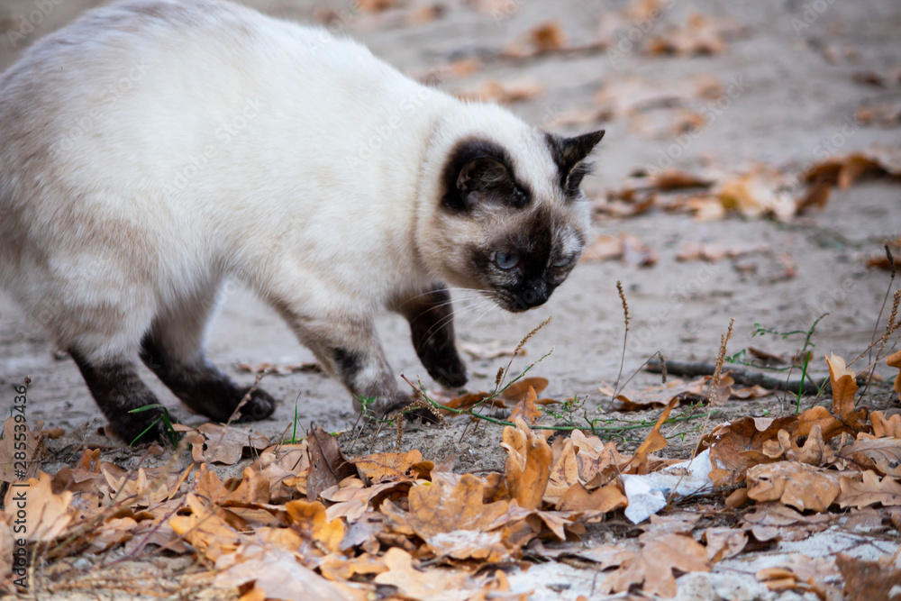 cat is looking at the leaves. Cat's eyes. Russian cat on the street. cat is looking at the leaves. Cat's eyes. Russian cat on the street.
