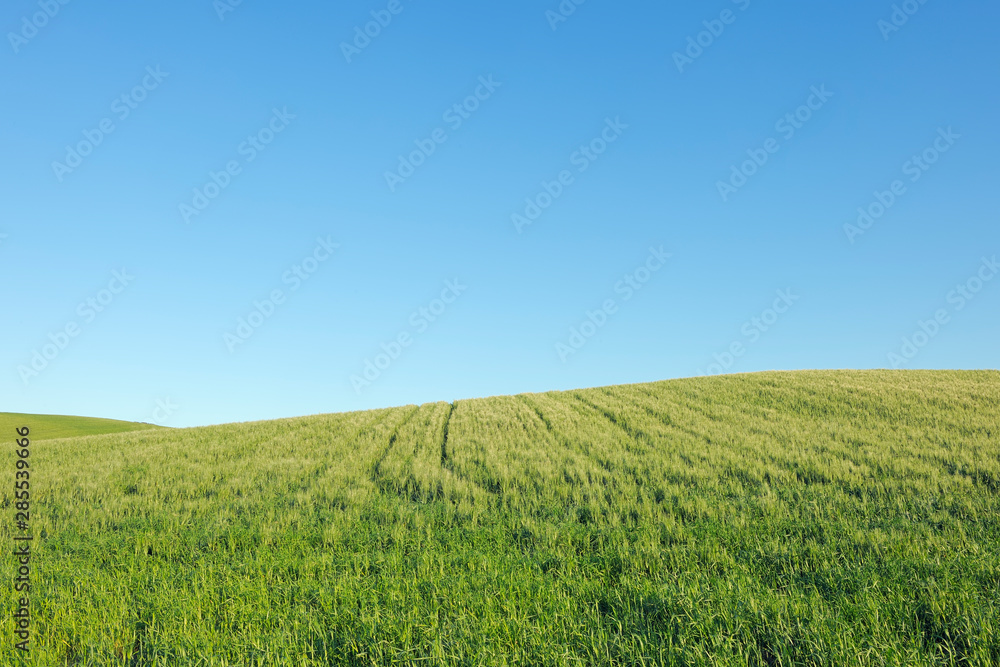 Spain, Ronda, view to green wheat field in front of blue sky Spain, Ronda, view to green wheat field in front of blue sky