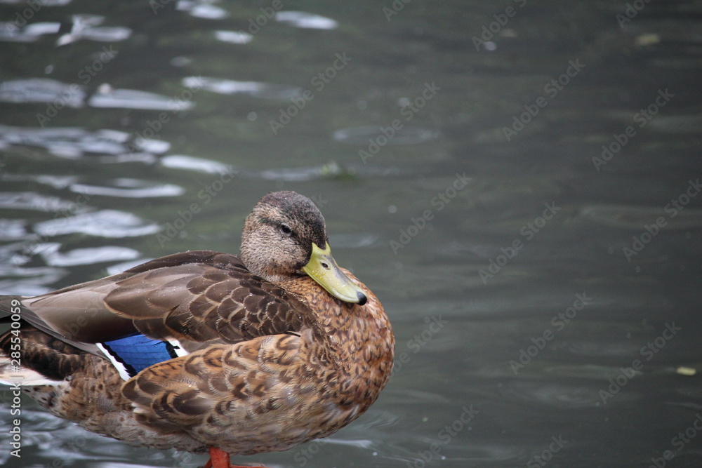 joli canard joli canard