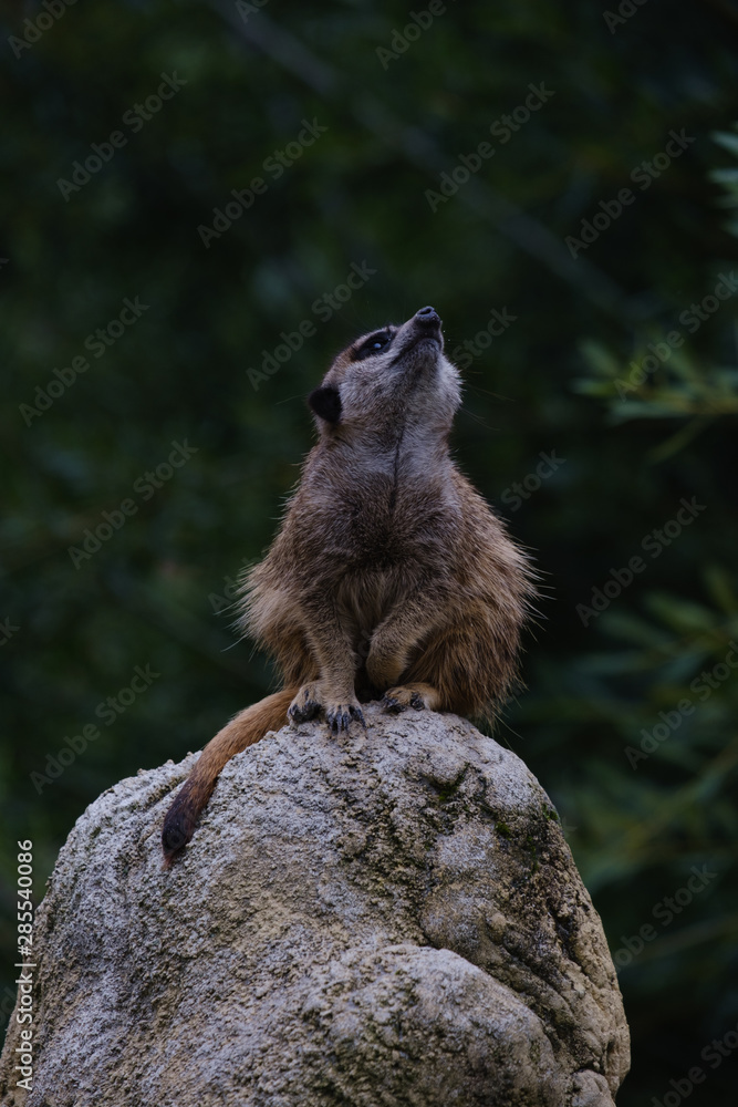 Alarmed meerkat Alarmed meerkat