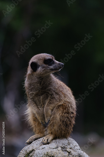 Portrait of a meerkat © Илья Шакало