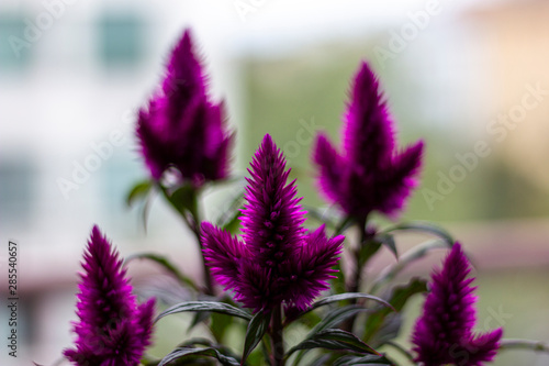 celosia caracas pink purple flower