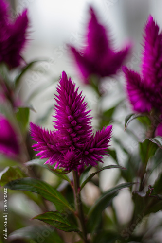 Purple celosia caracas flower