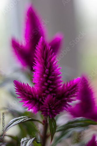 Purple celosia caracas flower macro