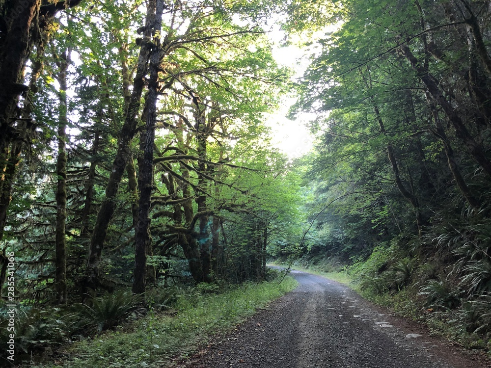 Obraz premium road in forest